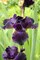 Superstition Black Bearded German Iris - Top Size Root